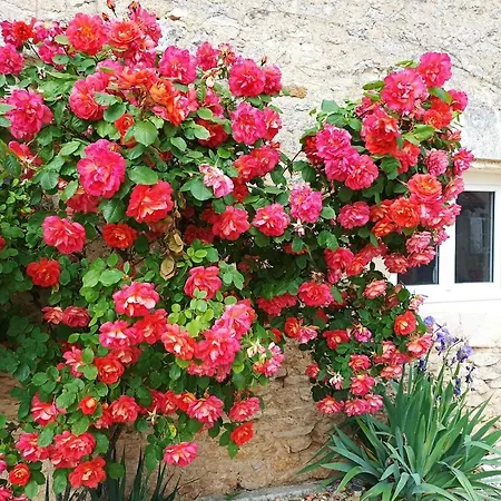 Maison Les Iris - 2 Et 2 Salles De Bain - 2 A 4 Personnes - Futuroscope
